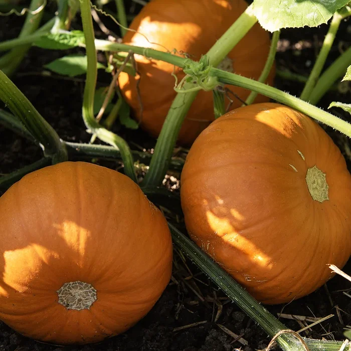 Cucurbita pepo (Pajpumpa-gr.)