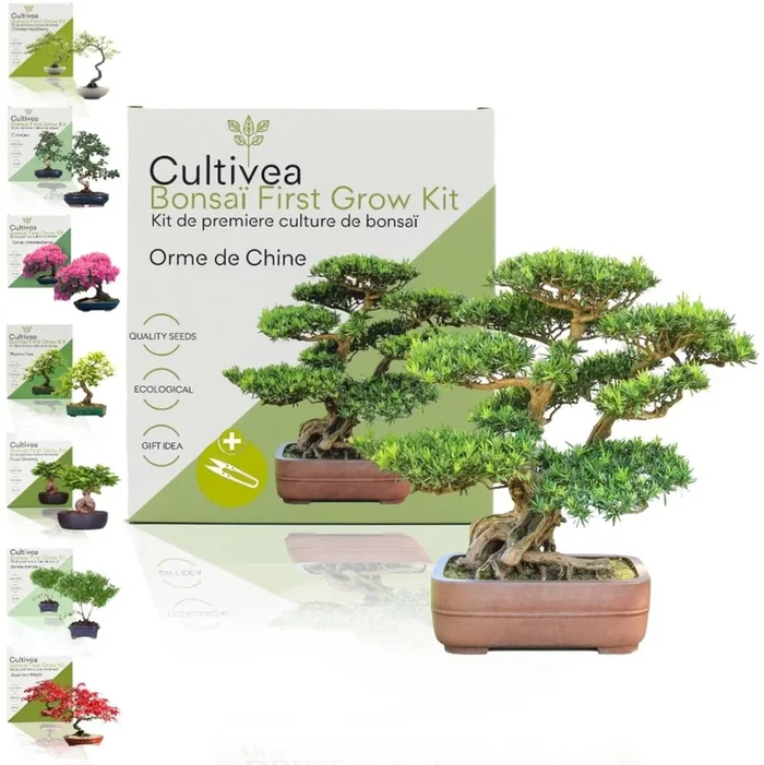 Cultivea Bonsai-Set „Orma de Chine“