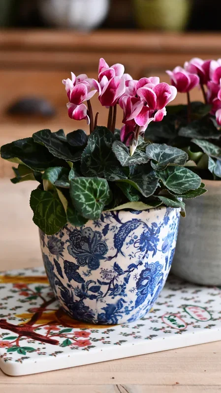 Cyclamen ‚Goblet Shine‘ & Monza Planter