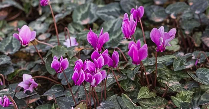 Cyclamen hederif.’Amaze Me Pink‘
