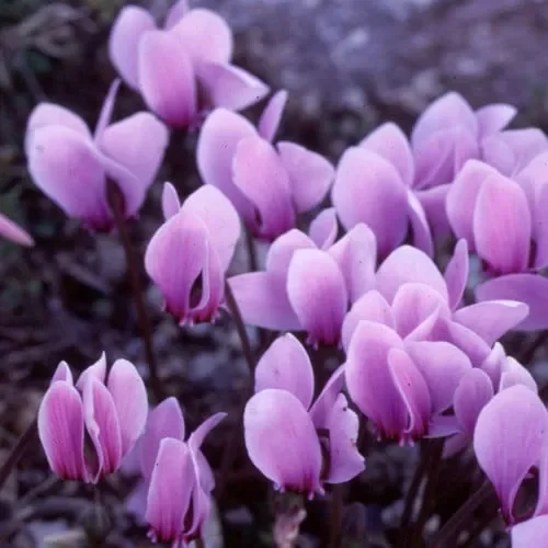 Cyclamen Hederifolium (Neapolitanum)