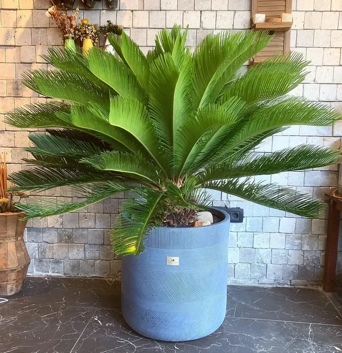 Cycus Plam Plant