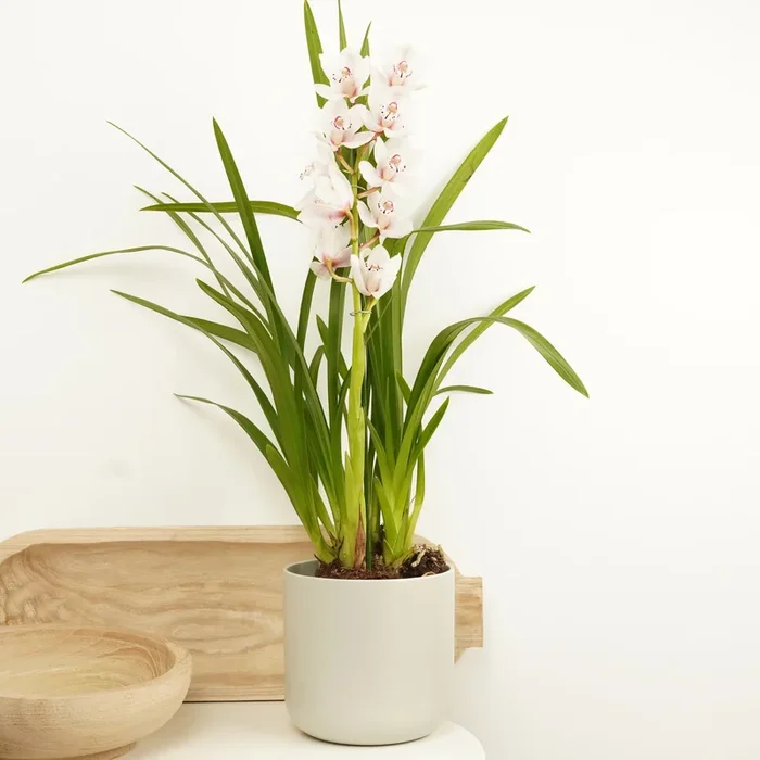 Cymbidium Orchid | Ivory