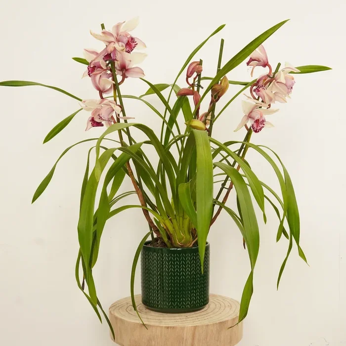 Cymbidium Orchid | Little Steph