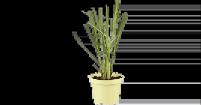 Cymbopogon Zitronengras