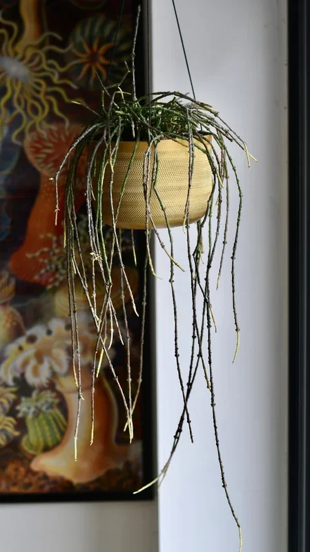 Cynanchum Marnierianum – Bundle of Sticks