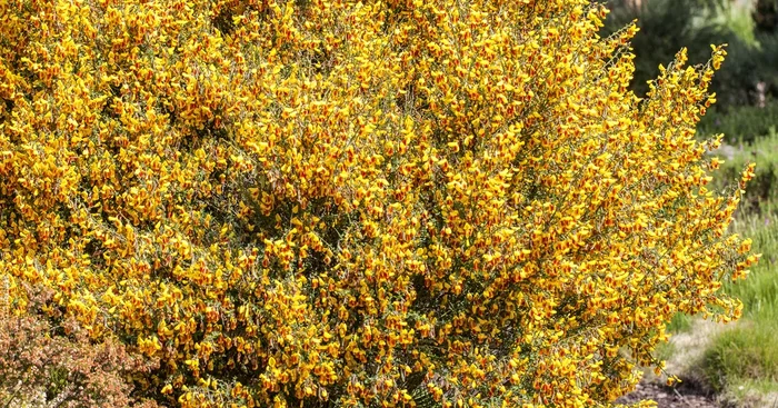 Cytisus scoparius${2}
