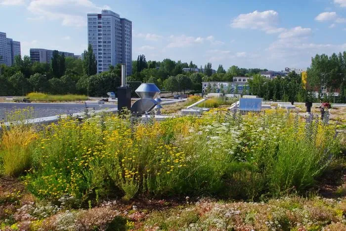 Dachbegrünung-Saatgut (10m²)