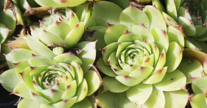 Dachwurz ‚Metallicum Giganteum‘