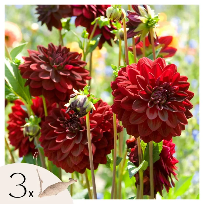 Dahlia ‚Arabian Night‘ – 3 pieces – Dahlia tubers