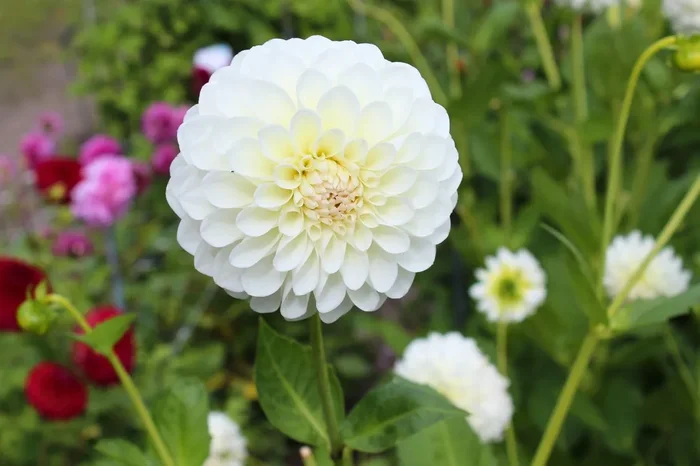 Dahlia ‚Boom Boom White‘ (Ball-Dahlie)