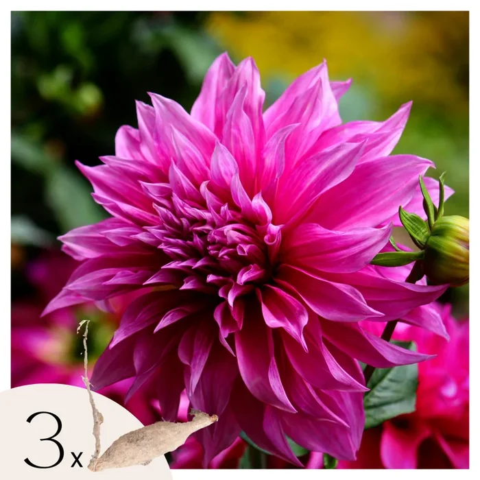 Dahlia ‚Café au lait Rosé‘ – 3 pieces – Dahlia tubers