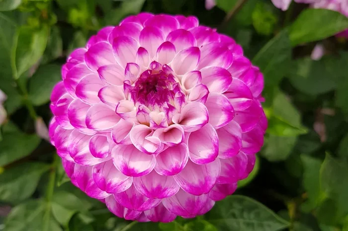 Dahlia ‚Genova‘ (Ball-Dahlie)