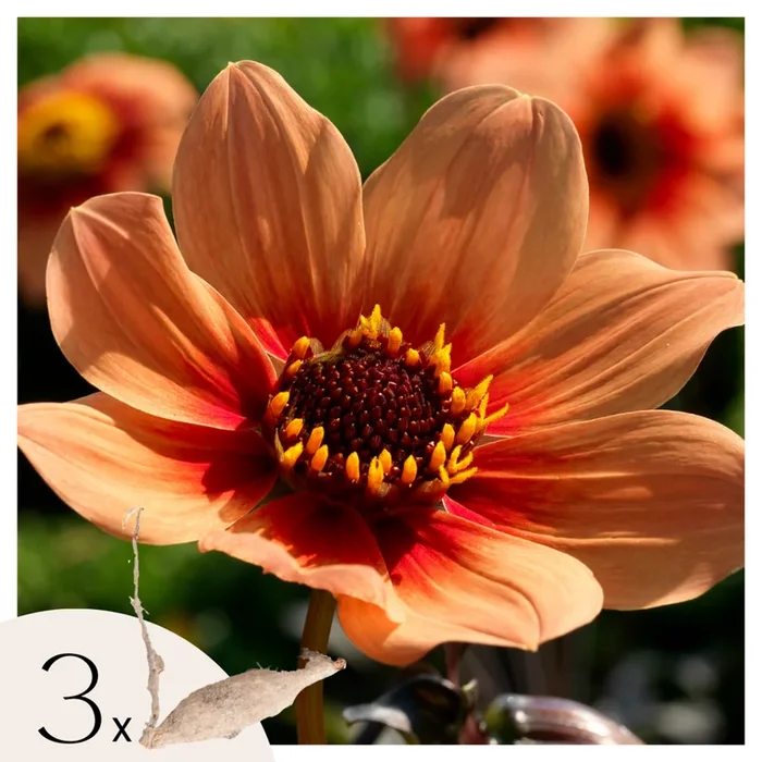 Dahlia ‚Happy Single‘ – 3 pieces – Dahlia tubers