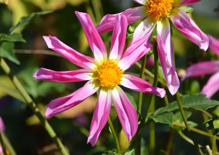 Dahlia ‚Honka Pink‘ (Orchideenblütige Dahlie)