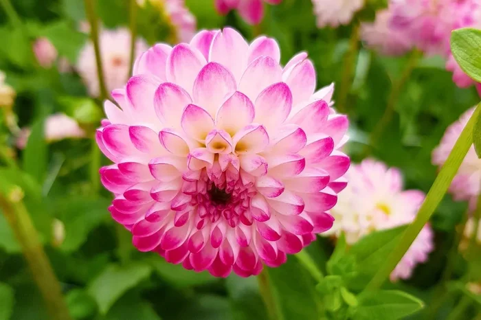 Dahlia ‚Pink Isa‘ (Pompon-Dahlie)