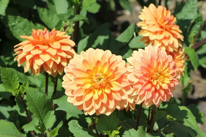 Dahlia ‚Summer Flame‘ (Niedrige Dahlie)