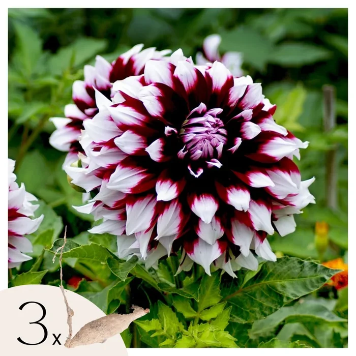 Dahlia ‚Tartan‘ – Set of 3 – Dahlia tubers – Pink/purple