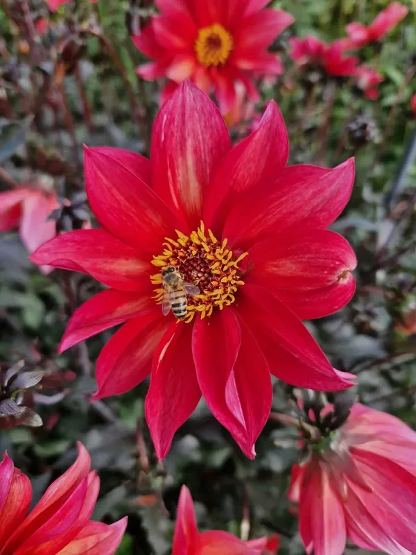 Dahlia ‚Waltzing Mathilda‘ (Schmetterlingsdahlie)