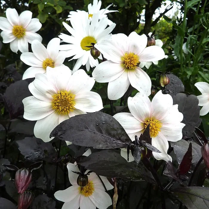 Dahlia Twyning’s After Eight