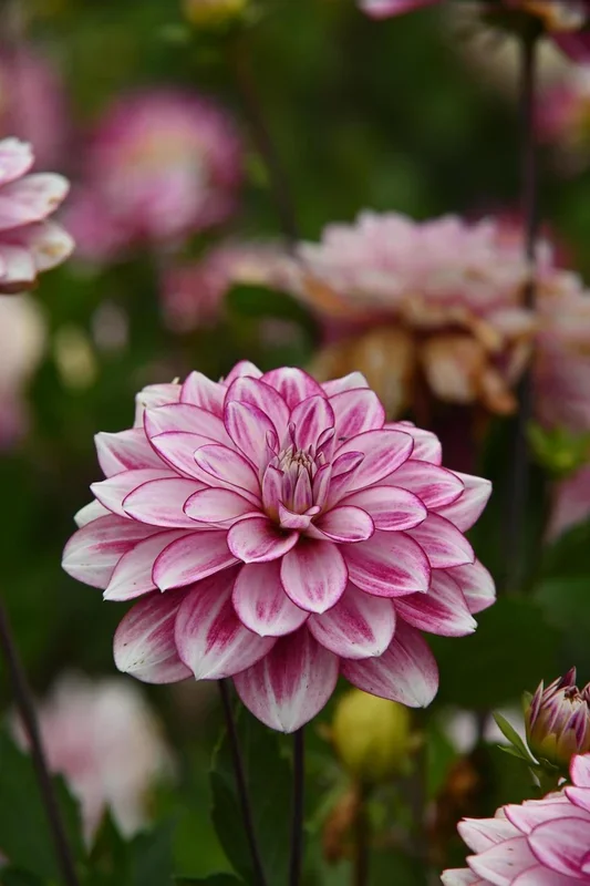 Dahlie „Hemisphere“