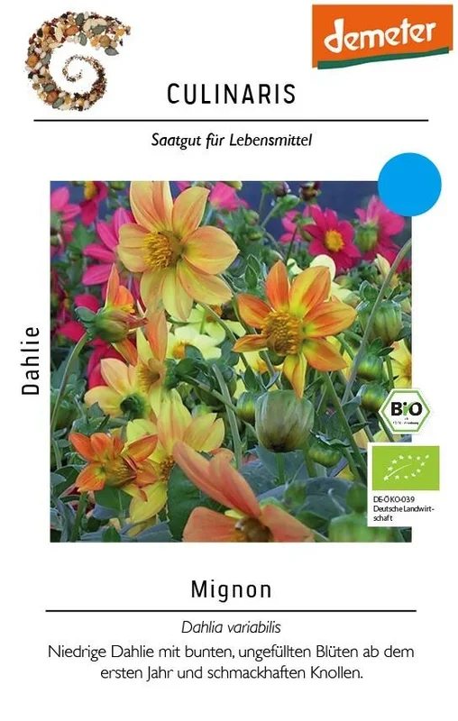Dahlie Mignon niedrige mit ungefüllten Blüten