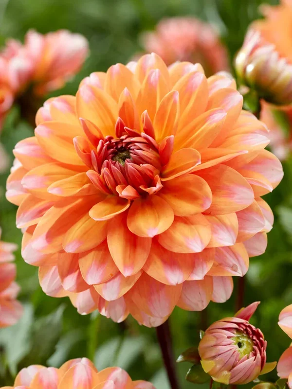 Dahlie Peaches and Vanilla