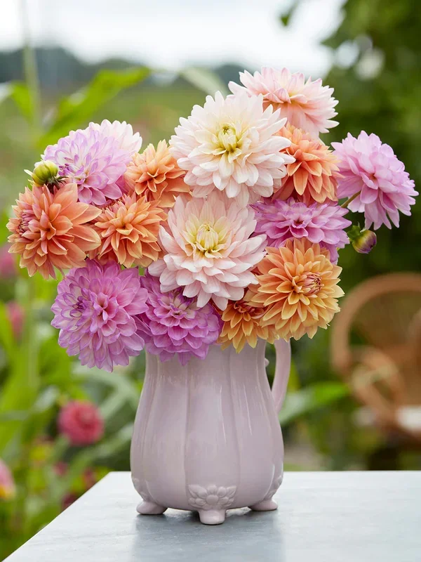 Dahlie Serene Pastel Kollektion