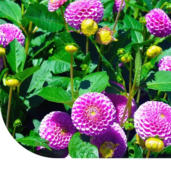 Dahlie Variabilis – Pompon gemischt