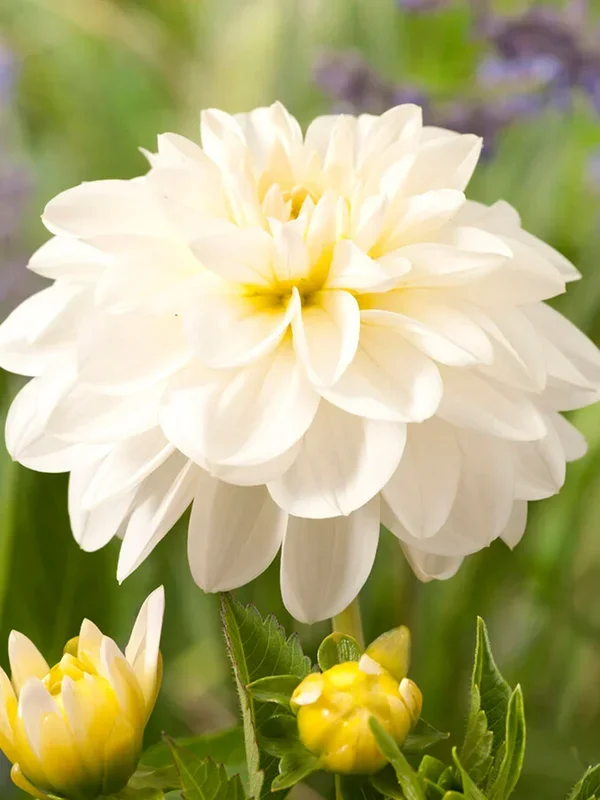 Dahlie White Onesta