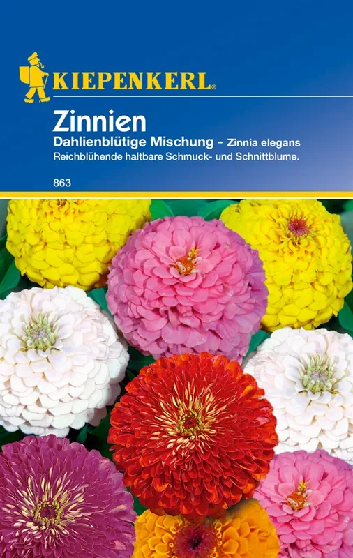 Dahlienblütige Zinnie