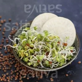 Daikon-Rettich (Keimsprossen) – Sprossensamen