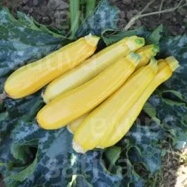 Daisy (Auslese Sativa) – Zucchetti gelb