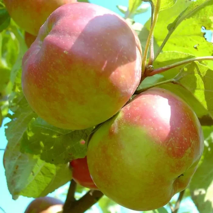 Danziger Kantapfel – Winterapfel