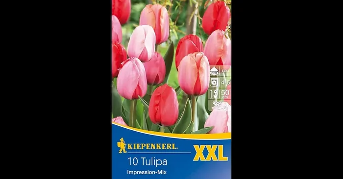 Darwin hybr Tulpen Big Pride