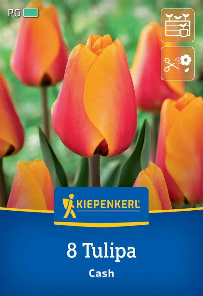 Darwin-Hybrid-Tulpe Cash