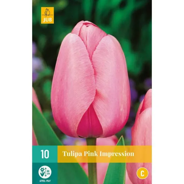 Darwin Hybrid Tulpenzwiebeln