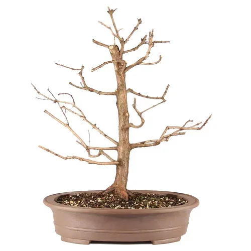 Dawn Redwood – ST0925DR-E