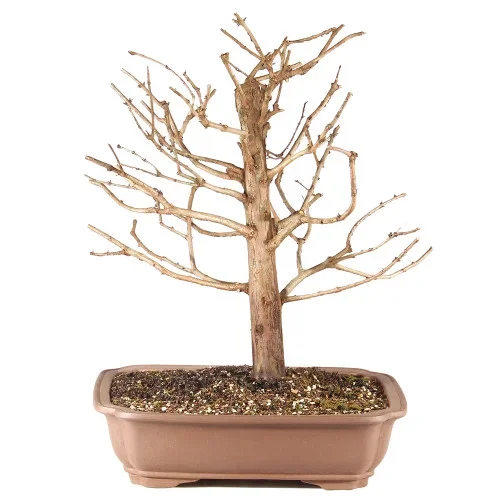 Dawn Redwood – ST0925DR-F