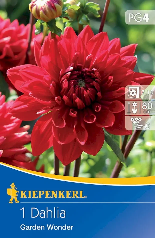 Dekorative Dahlie Garden Wonder