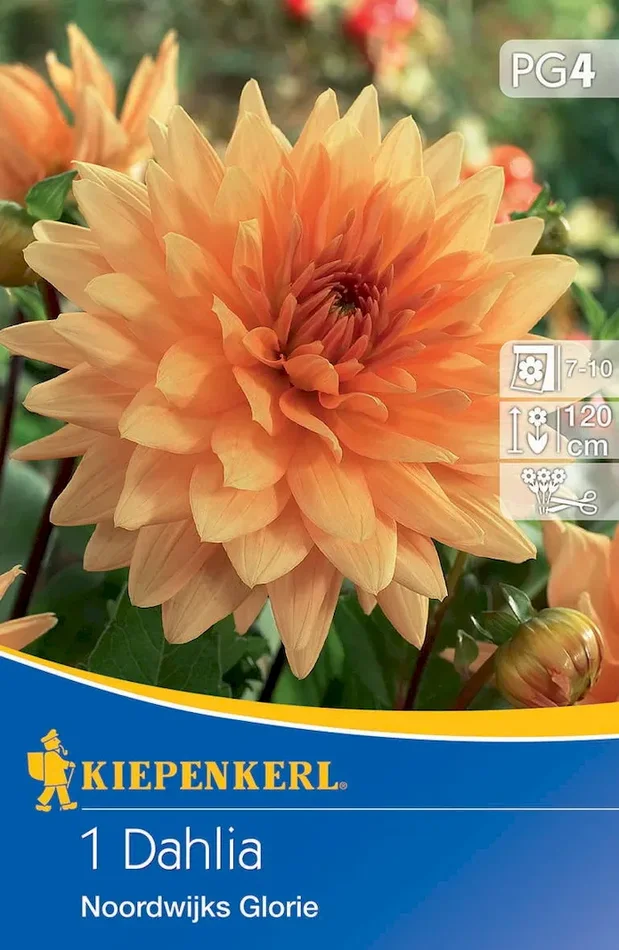 Dekorative Dahlie Noordwijks Glorie