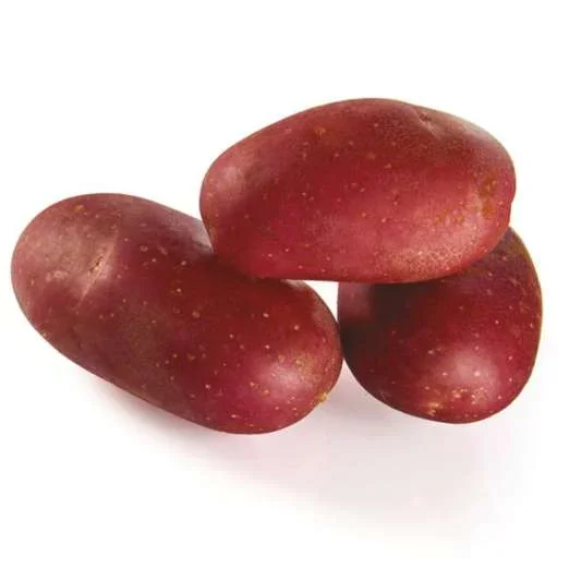 DelilaPflanzkartoffeln, bio