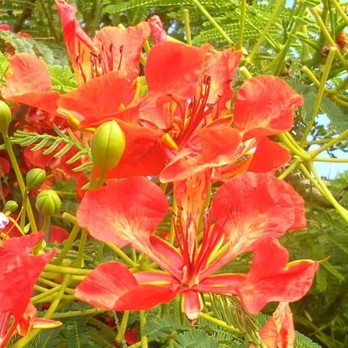 Delonix Regia Flamboyant