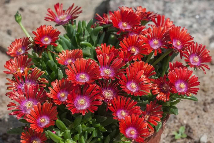 Delosperma ‚Sundella Red‘ (Mittagsblume)