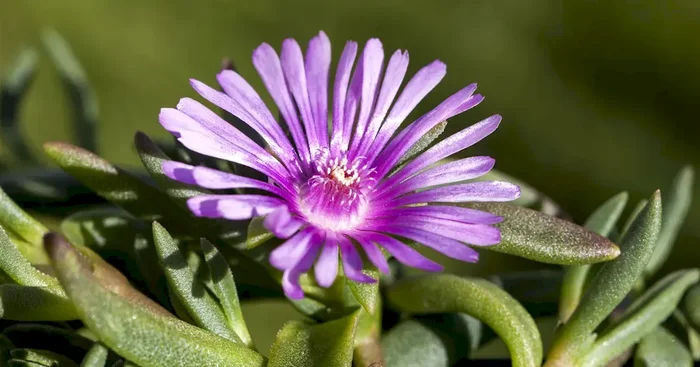 Delosperma cooperi ‚Table Mountain‘