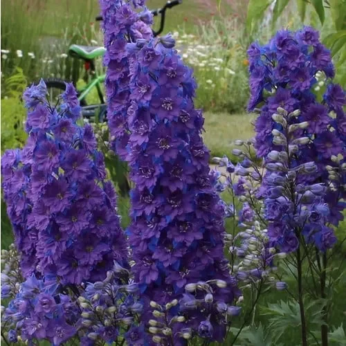 Delphinium Consolida ‚Limelight Dark Blue‘