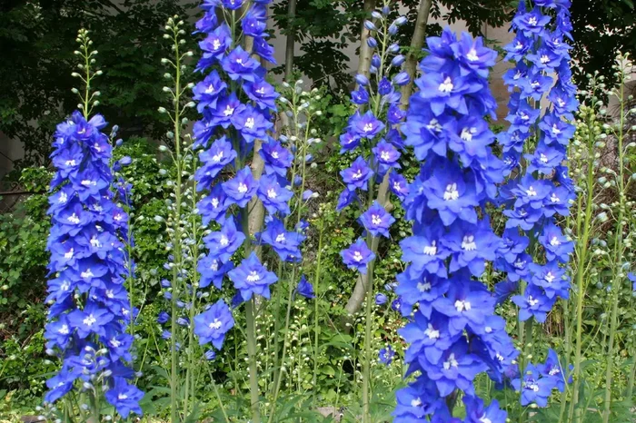 Delphinium New Millenium ‚Cobalt Dreams‘ (Rittersporn)