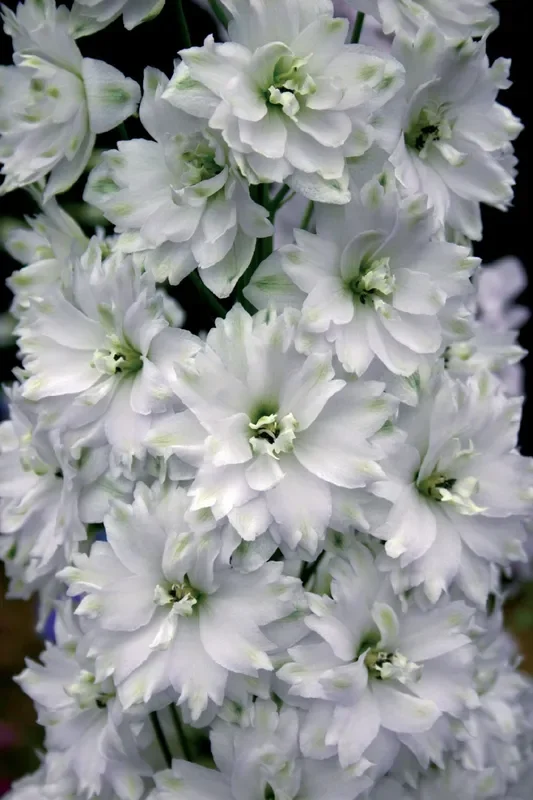 Delphinium New Millenium ‚Double Innocence‘ (Rittersporn)