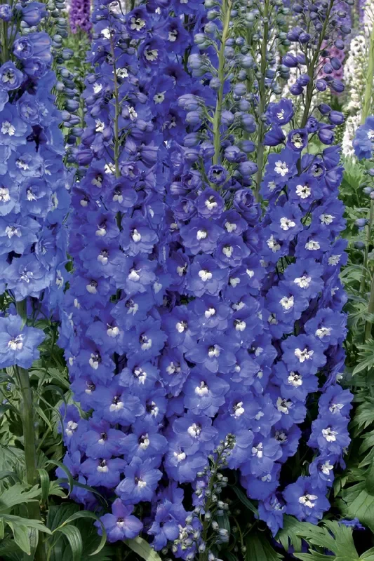 Delphinium New Millenium ‚Royal Aspirations‘ (Rittersporn)