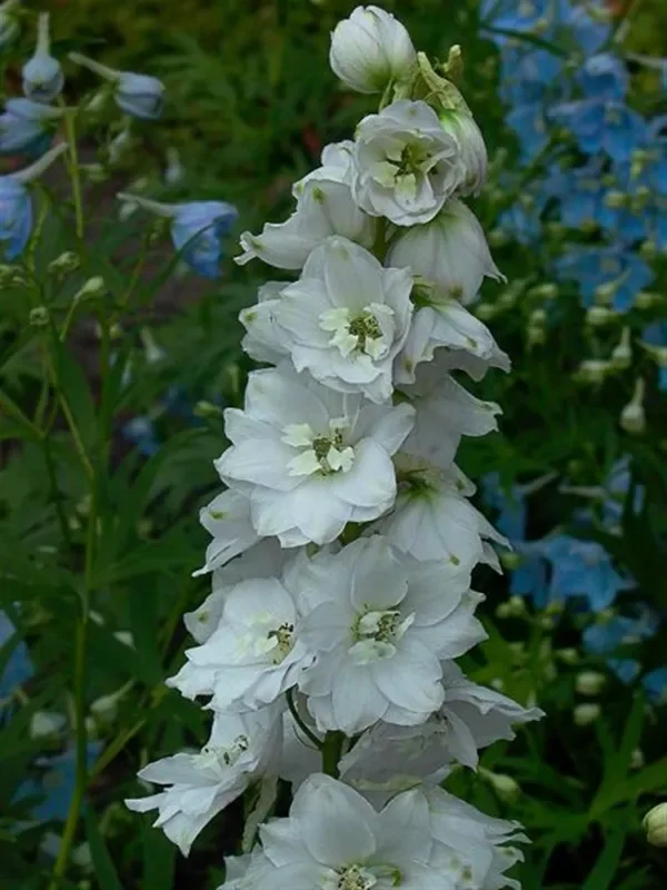 Delphinium Pacific ‚Galahad‘